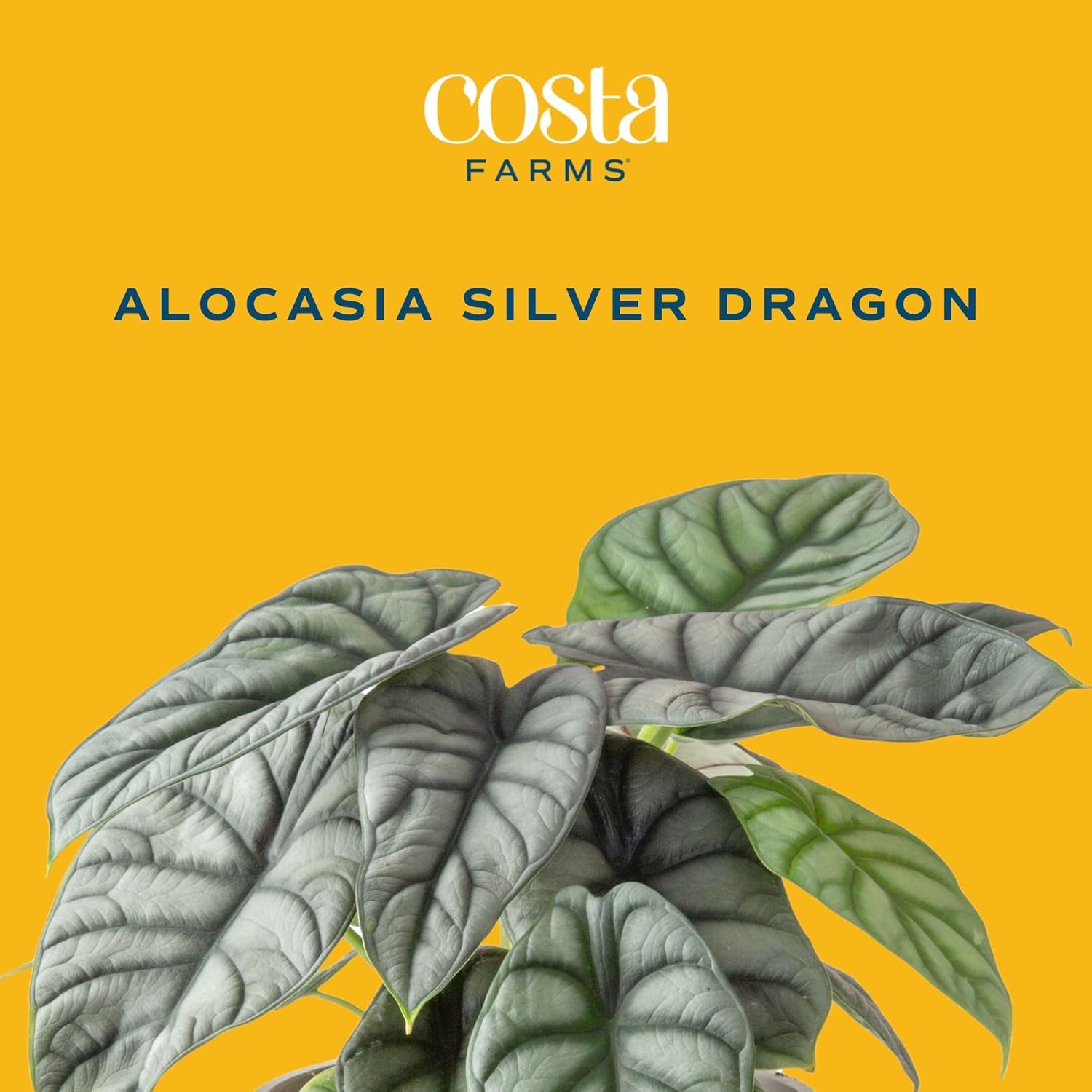 Live Indoor Alocasia Silver Dragon Plant in Self Watering Pot, 1 Foot Tall R982