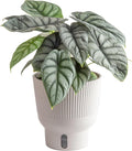 Live Indoor Alocasia Silver Dragon Plant in Self Watering Pot, 1 Foot Tall R982