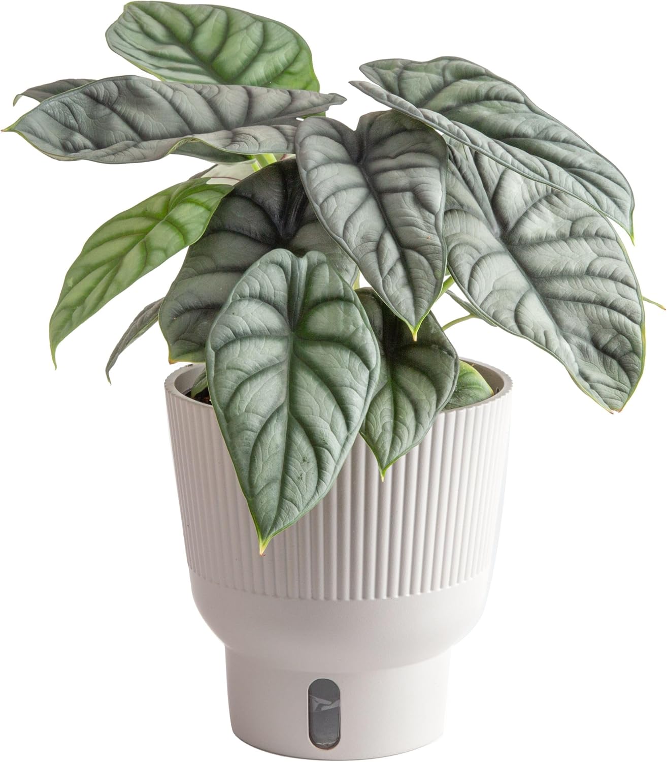 Live Indoor Alocasia Silver Dragon Plant in Self Watering Pot, 1 Foot Tall R982