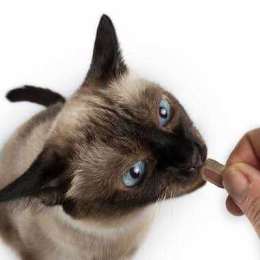 Cat Bites S96893