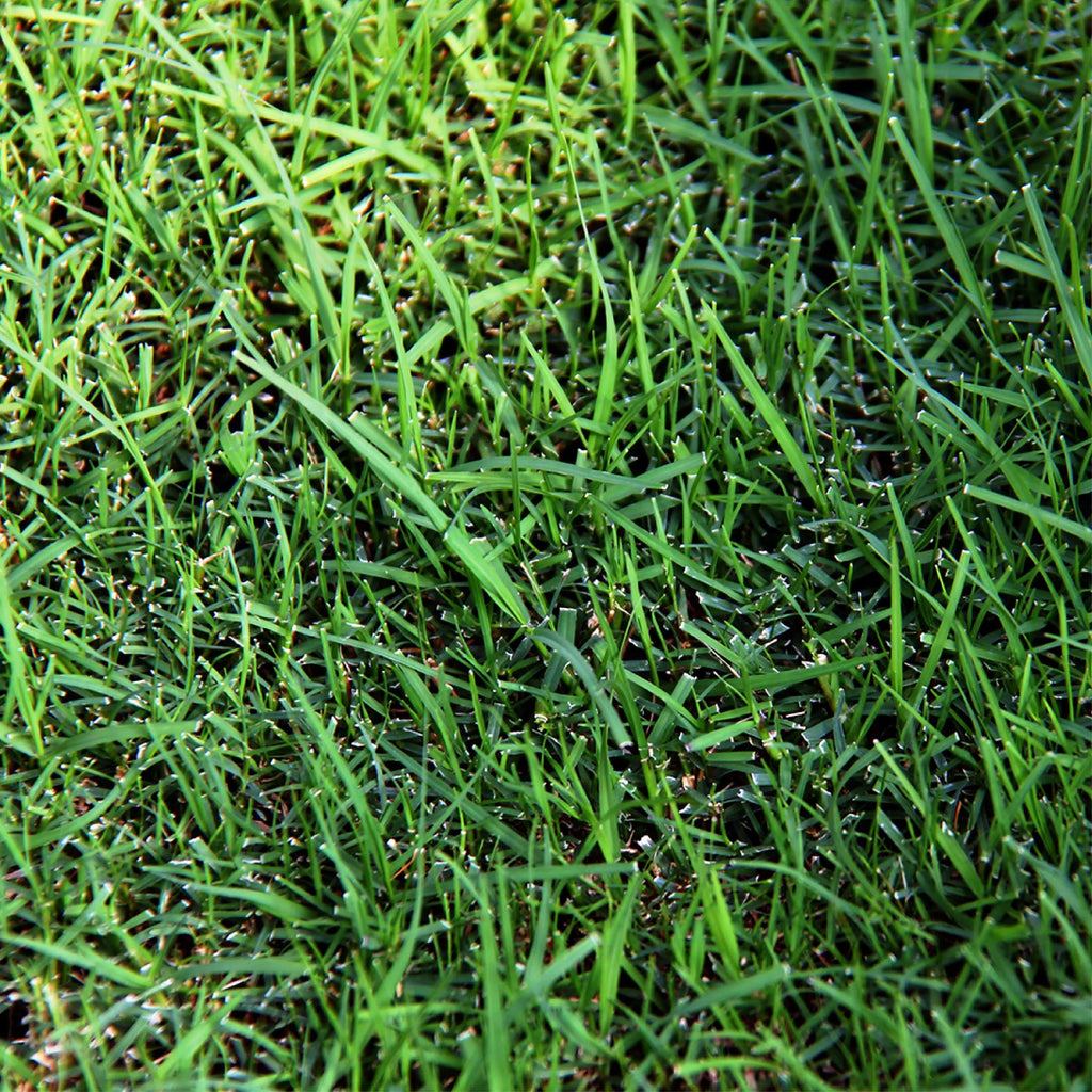Sahara Bermudagrass Grass Seed, 5 lb. I60844