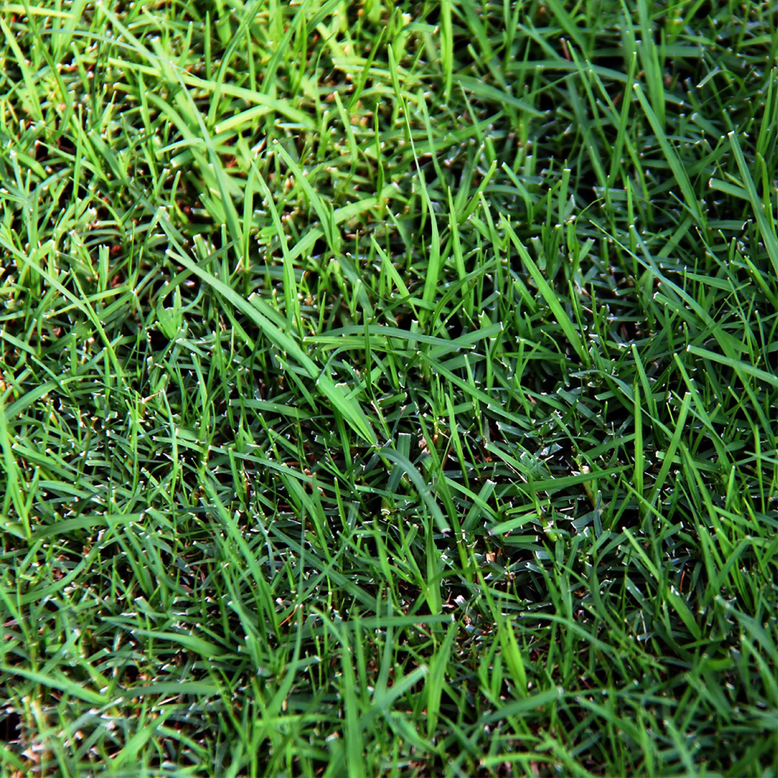 Sahara Bermudagrass Grass Seed, 5 lb. I60844