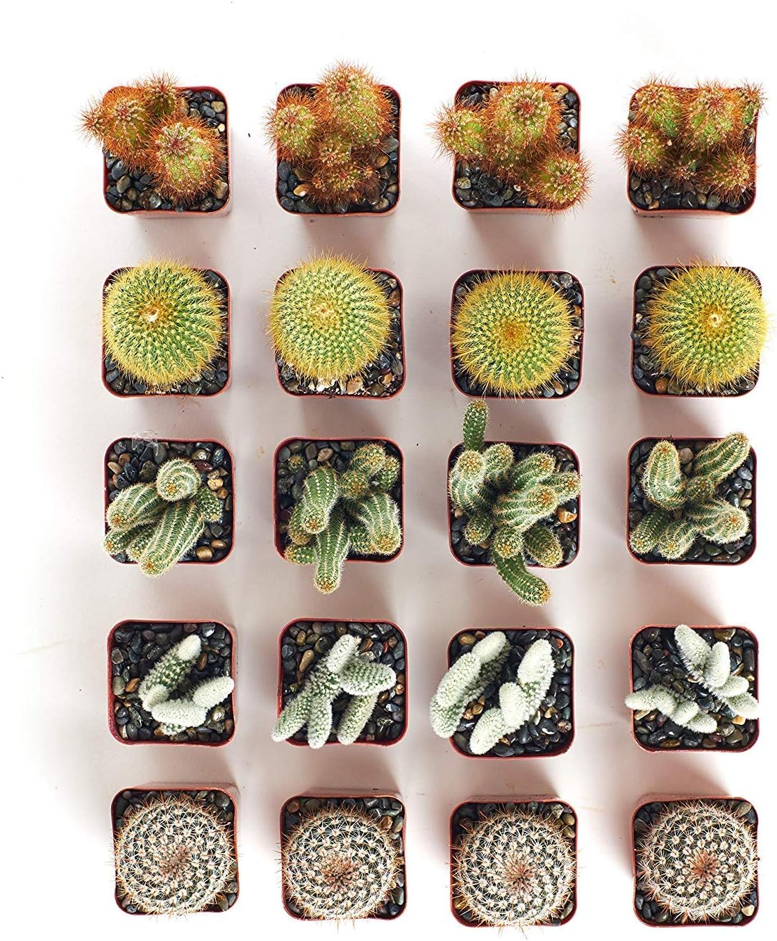 Collection of 20 Live Succulent Plants J504