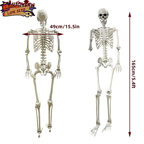 5.4Ft Halloween Life Size Human Skeleton with Movable Joints N86289