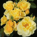 Yellow Climbing Rose Bush H240525