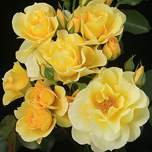 Yellow Climbing Rose Bush H240525