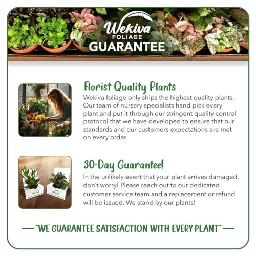 4 Live Starter Plants in 2 Inch Growers Pots U478168