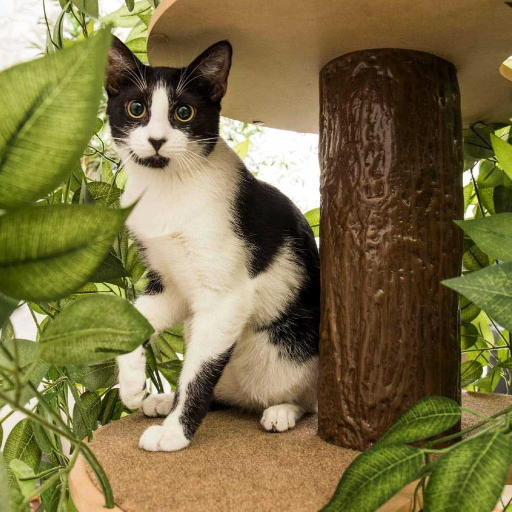 Cat Tree with Leaves Cat House Cat Activity Tree T736378