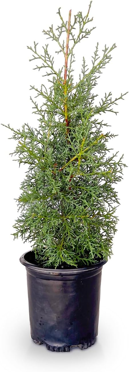 2.5 Quart Evergreen Tree with Blue-Grey Foliage B26588