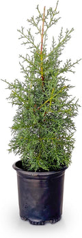 2.5 Quart Evergreen Tree with Blue-Grey Foliage B26588