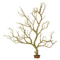 Manzanita Branch 22-inch Tall with Weighted Base R25594