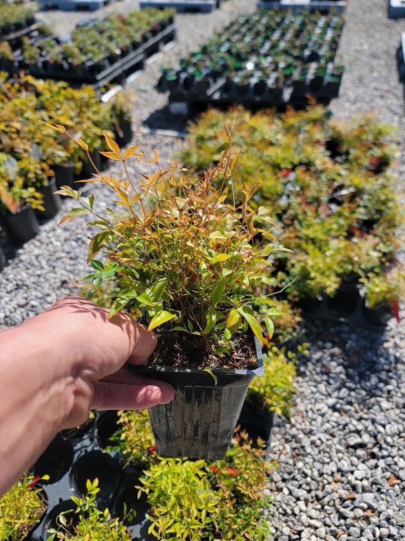 1 QT Live Plant A5633