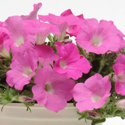 Wave Pink Flower Seeds T32746
