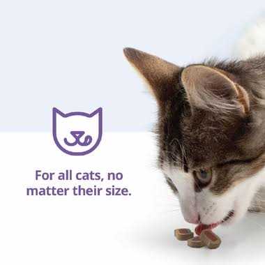 Cat Bites S96893