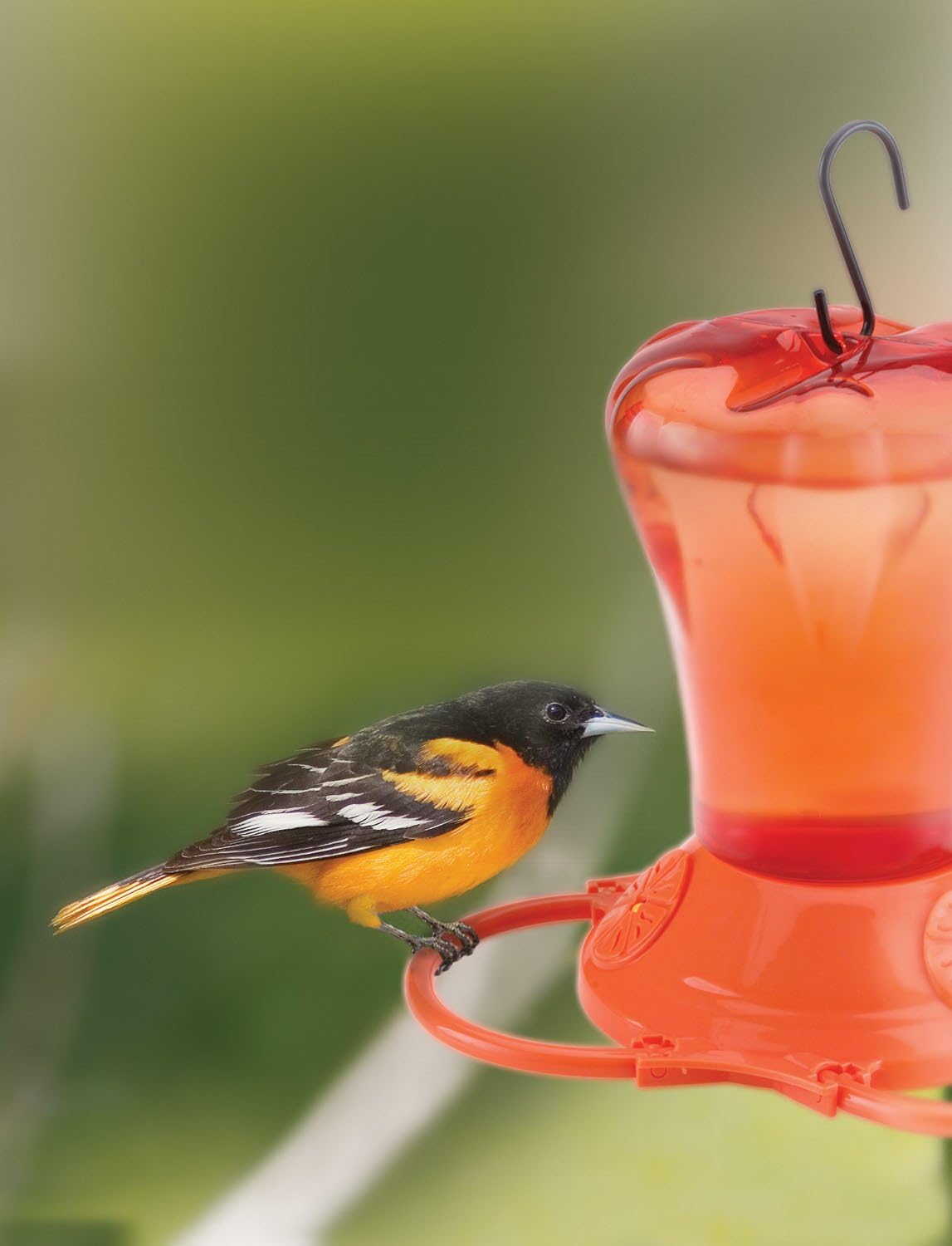 Orange 34-Ounce Oriole Feeder with Three Feeding Ports T947820