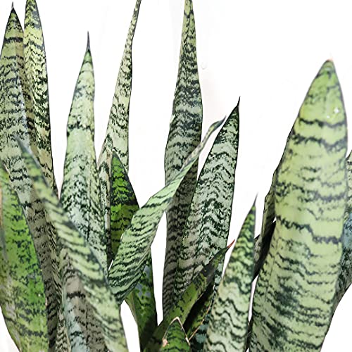 Sansevieria Live Houseplant P302