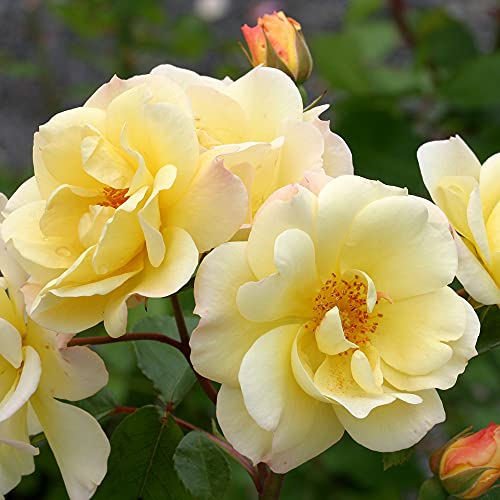 Yellow Climbing Rose Bush H240525