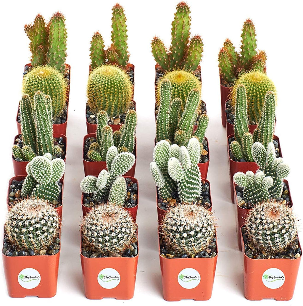 Collection of 20 Live Succulent Plants J504