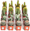 Collection of 20 Live Succulent Plants J504
