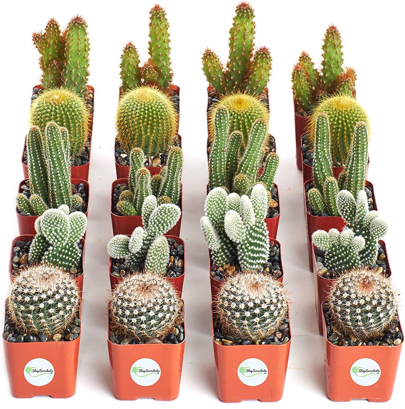 Collection of 20 Live Succulent Plants J504