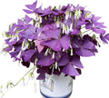 10 Bulbs Purple Shamrocks G898110