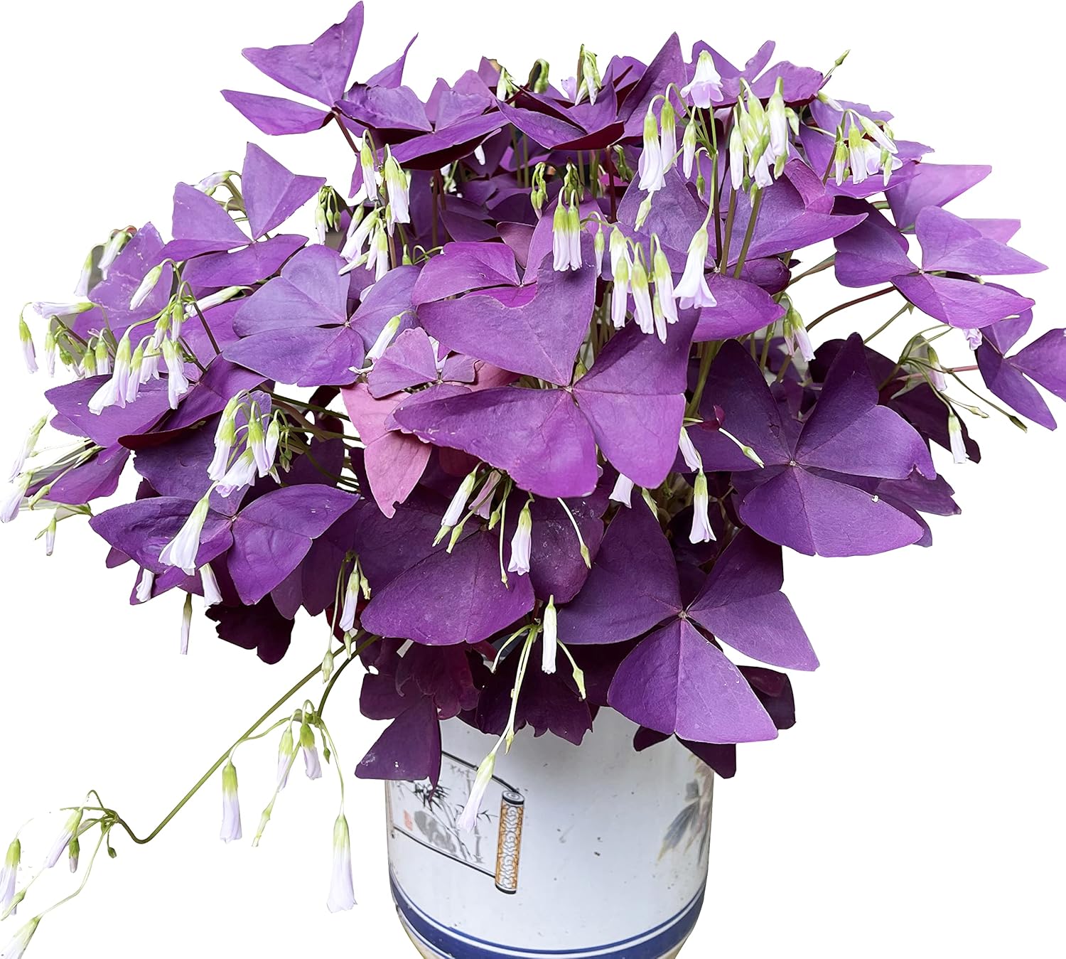 10 Bulbs Purple Shamrocks G898110