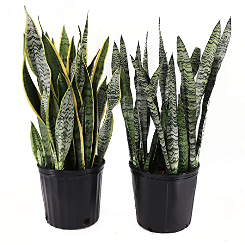 Sansevieria Live Houseplant P302