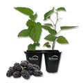 2 Live Tissue Culture Starter Dwarf Mulberry Plants J742