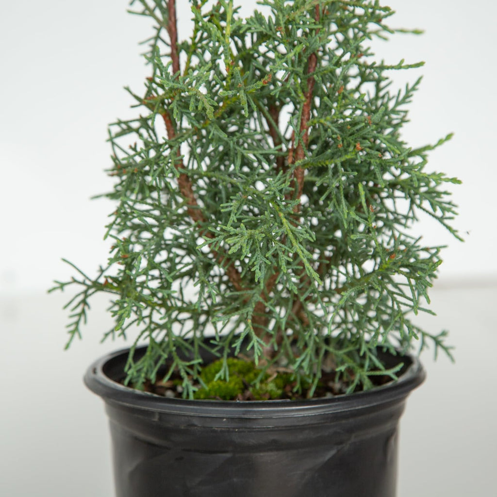 2.5 Quart Evergreen Tree with Blue-Grey Foliage B26588