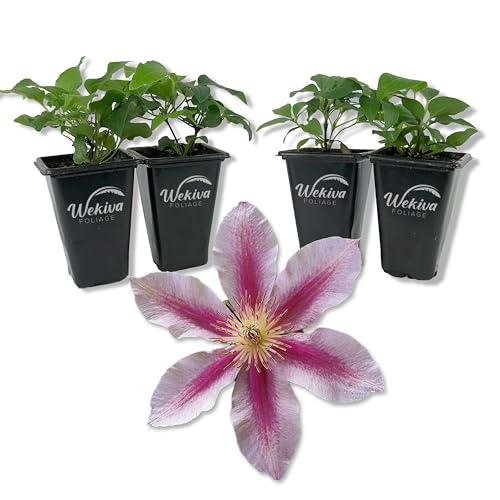 4 Live Starter Plants in 2 Inch Growers Pots U478168