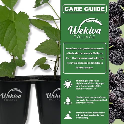 2 Live Tissue Culture Starter Dwarf Mulberry Plants J742