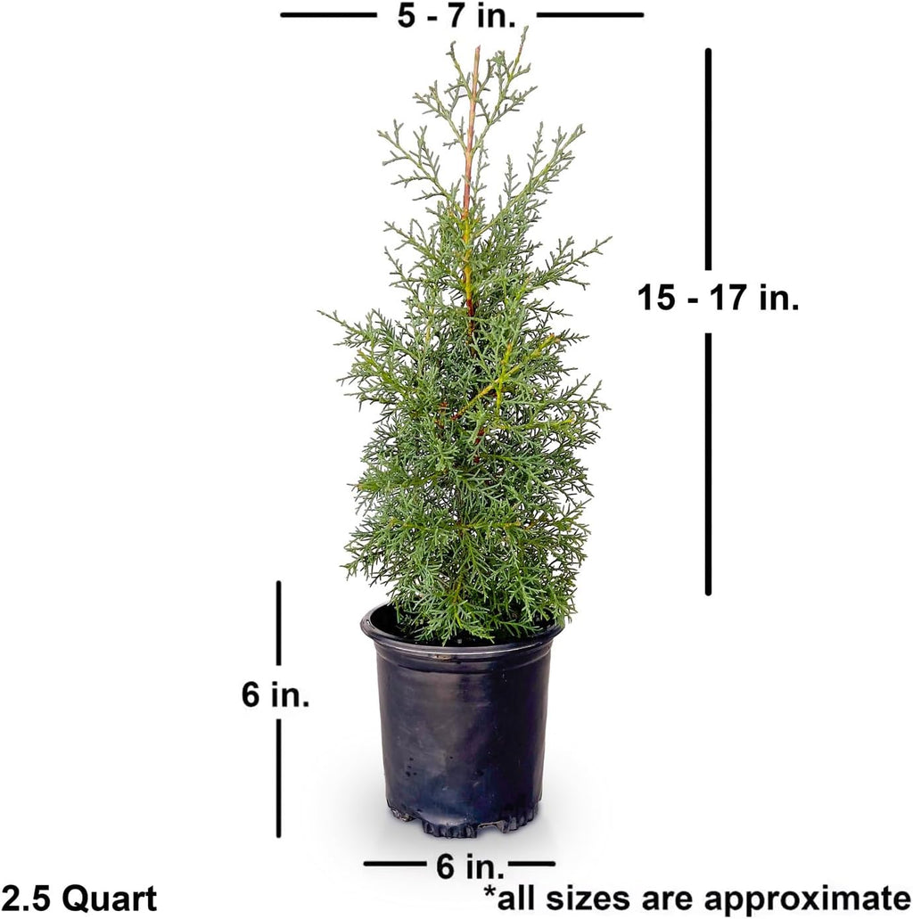 2.5 Quart Evergreen Tree with Blue-Grey Foliage B26588