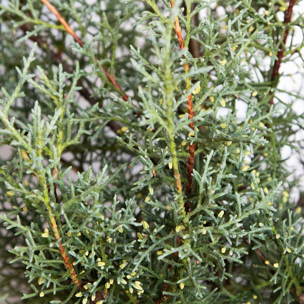 2.5 Quart Evergreen Tree with Blue-Grey Foliage B26588