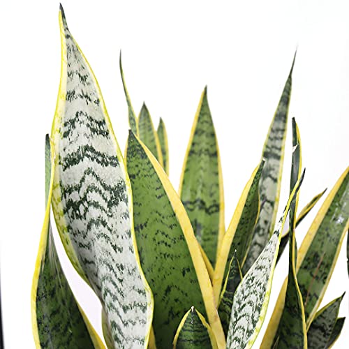 Sansevieria Live Houseplant P302