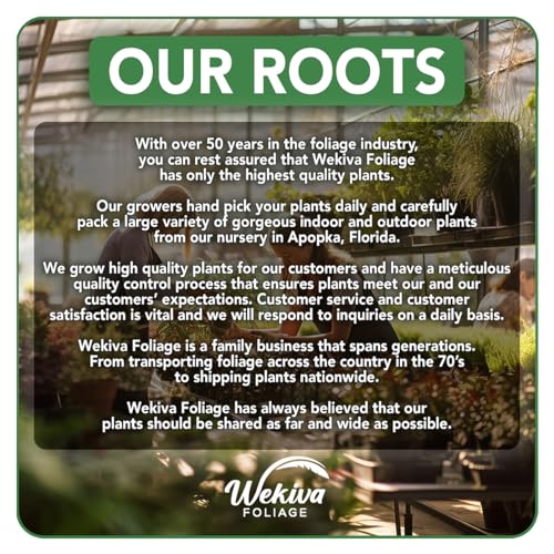 4 Live Starter Plants in 2 Inch Growers Pots U478168