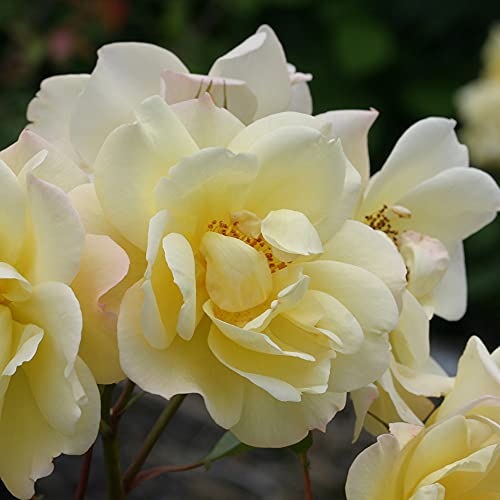 Yellow Climbing Rose Bush H240525