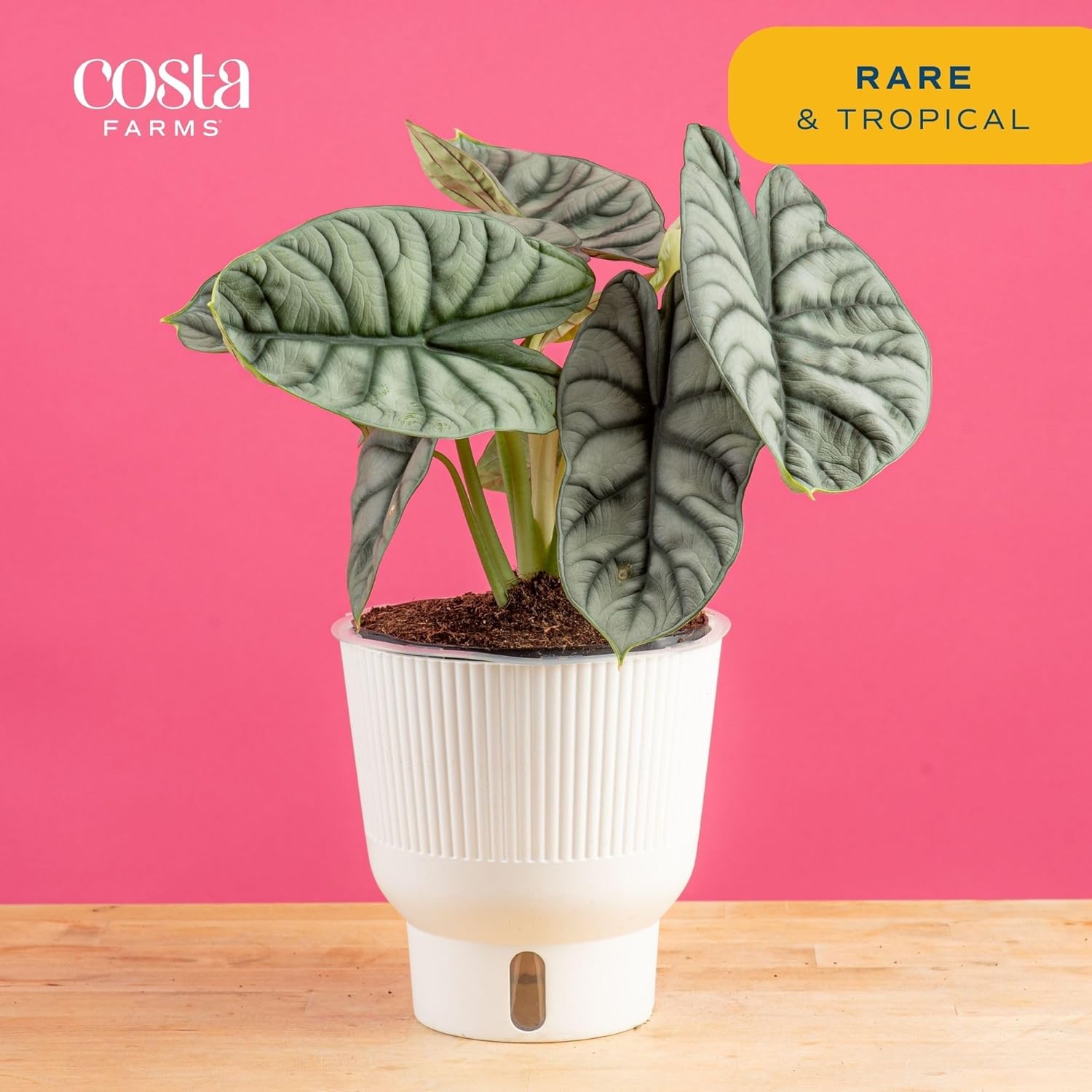 Live Indoor Alocasia Silver Dragon Plant in Self Watering Pot, 1 Foot Tall R982